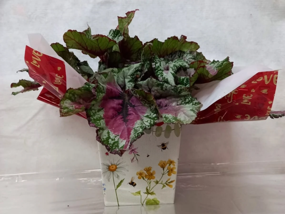 Flor Begonea Beleaf Rex Pt15 Presente