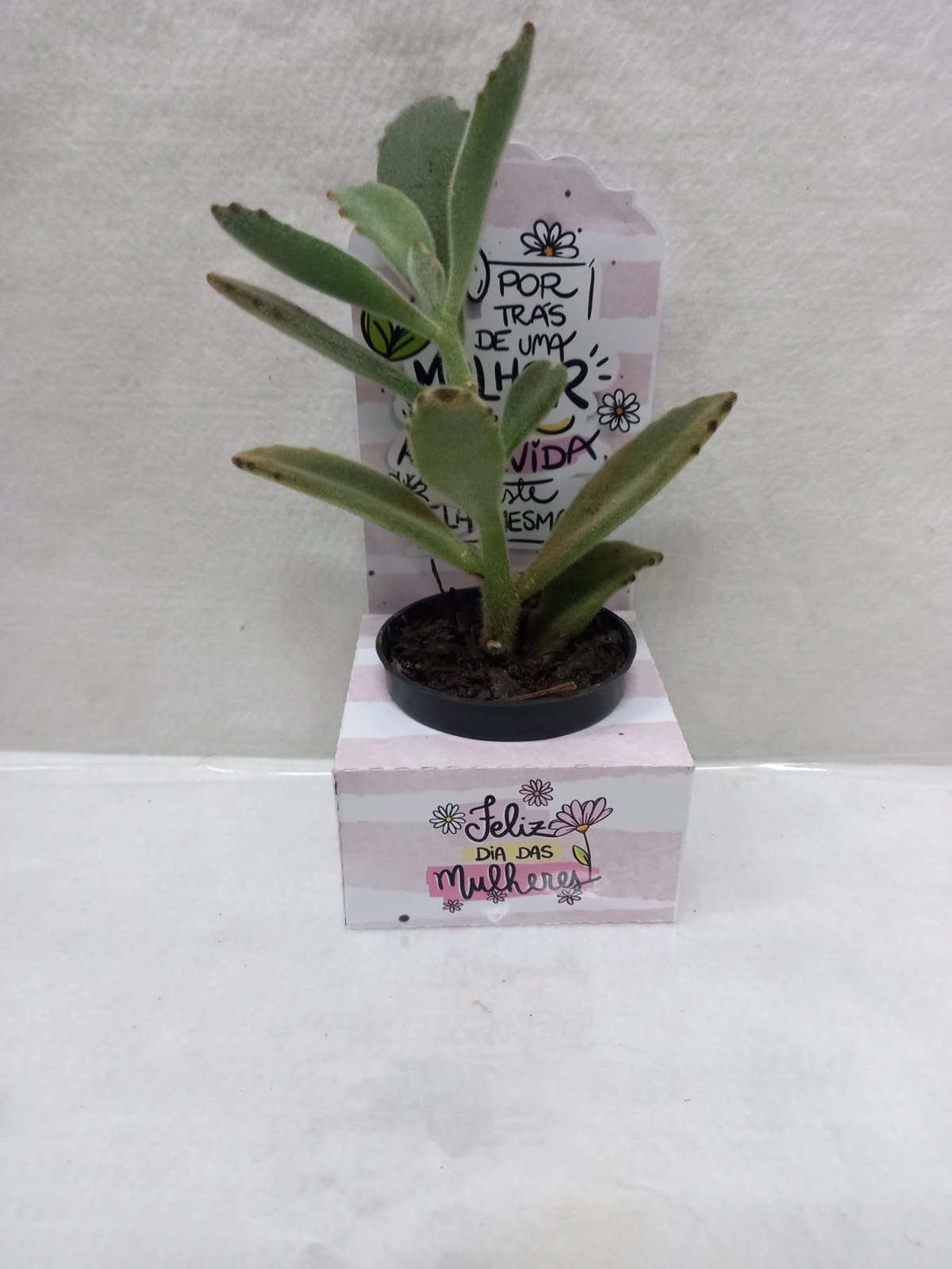 Flor Suculenta Mista Pote 06 Presente Esp.