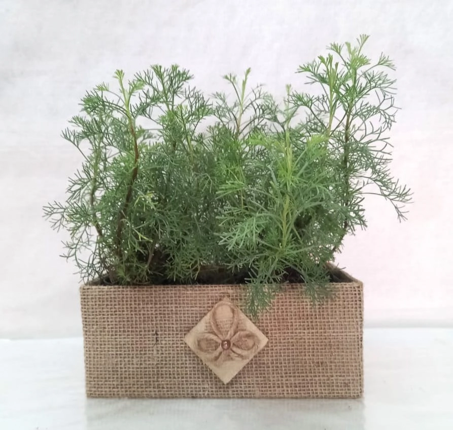 Flor Jardineira Plant Pt 11 Presente