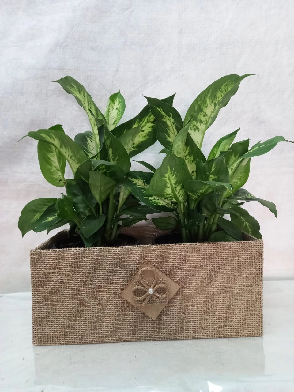 Flor Jardineira Plant Pt 15 Presente