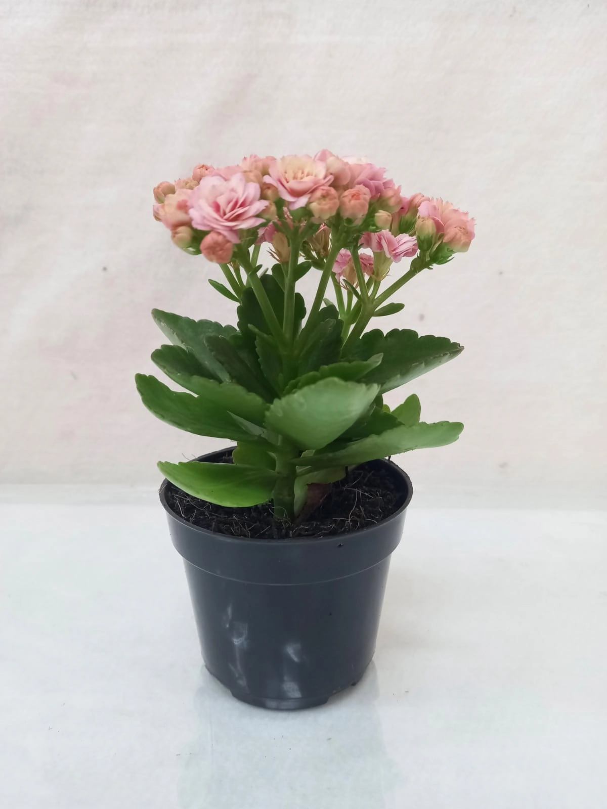 Flor Kalandiva Dob.pt 08