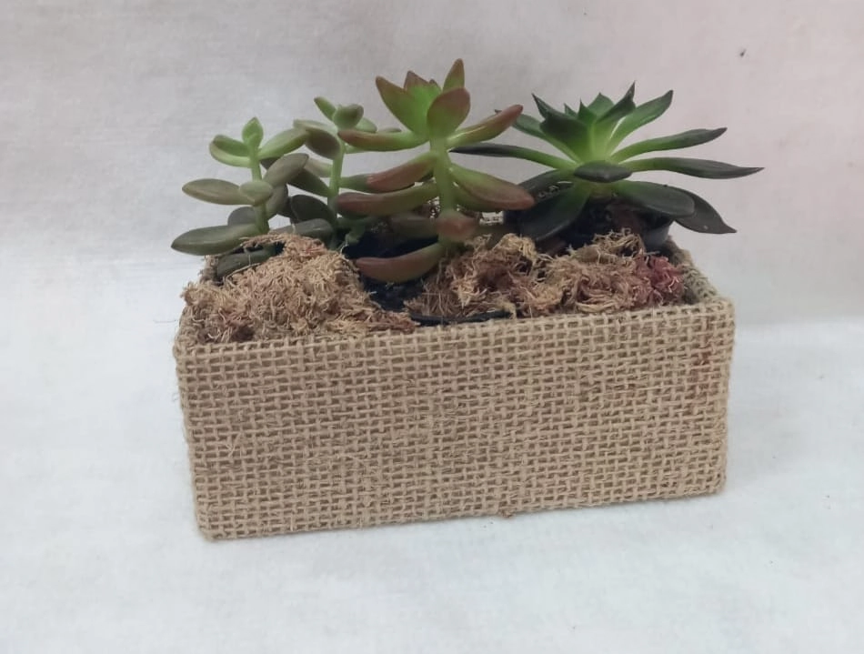 Flor Trio Suculentas
