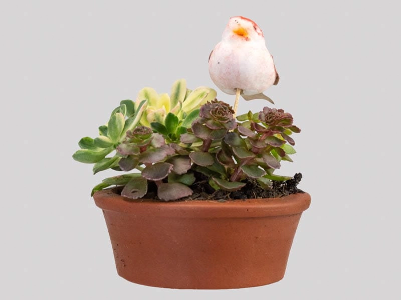Flor Kalandiva C Pt11