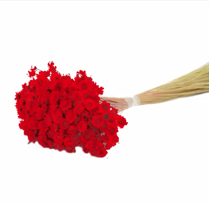 Flor Seca Maco Vermelho
