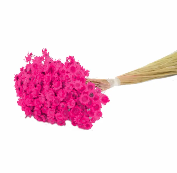 Desidratado Sempre Viva 1 Maco Pink