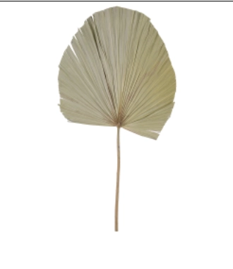 Folha Latania Desidrat. Natural 60x33 60860 Flora