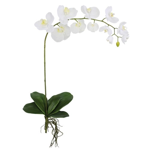 Orquidea Phalaenopsis Toque Real C/folha