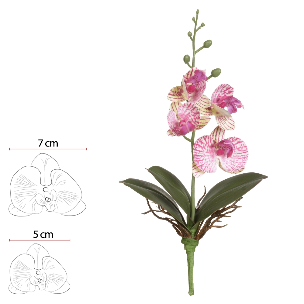 H.orq Phalaenopsis R.t Folha X4 Beauty Creme 29cm