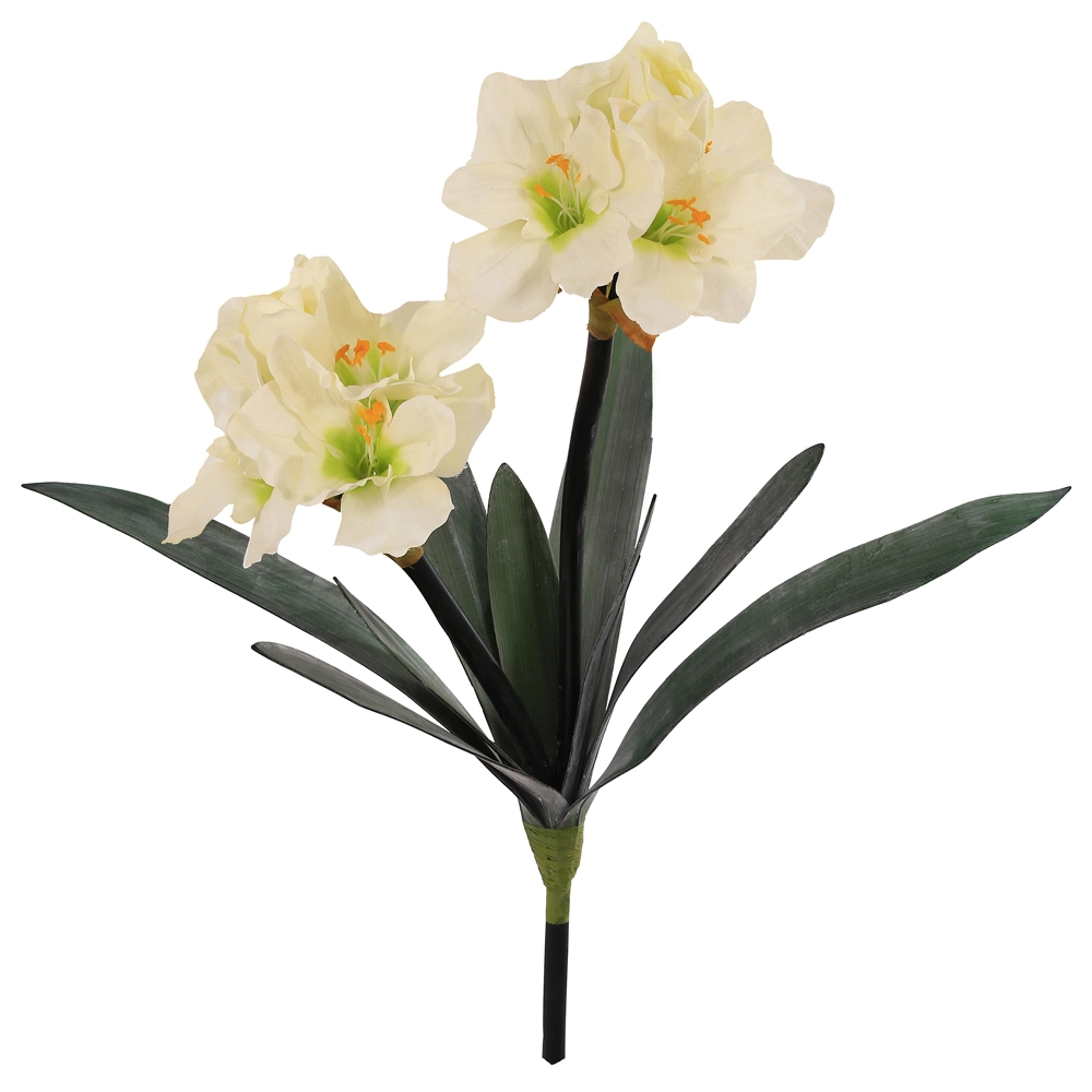 Amarilis C/powder X10 Creme 68cm