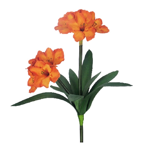 Amarilis C/powder X10 Laranja 68cm