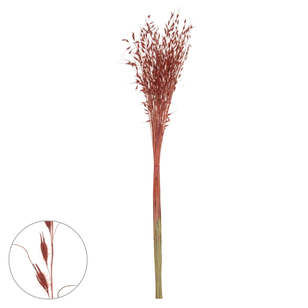 Capim Brinco Desidratado Vermelho Vinho 80cm 66398 Dea