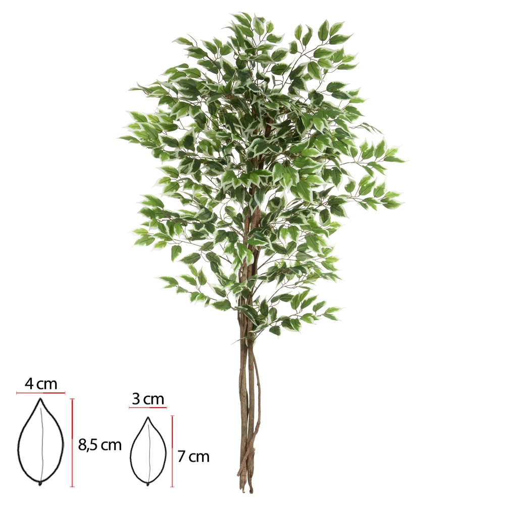 A Ficus X756 Verde Creme 1 5m Florarte Vol 5