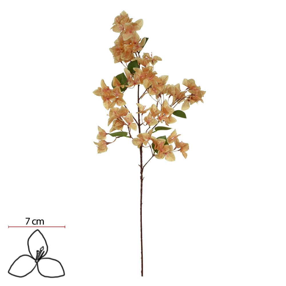 Haste Bougainvillea X75 99cm 56218008 Dea