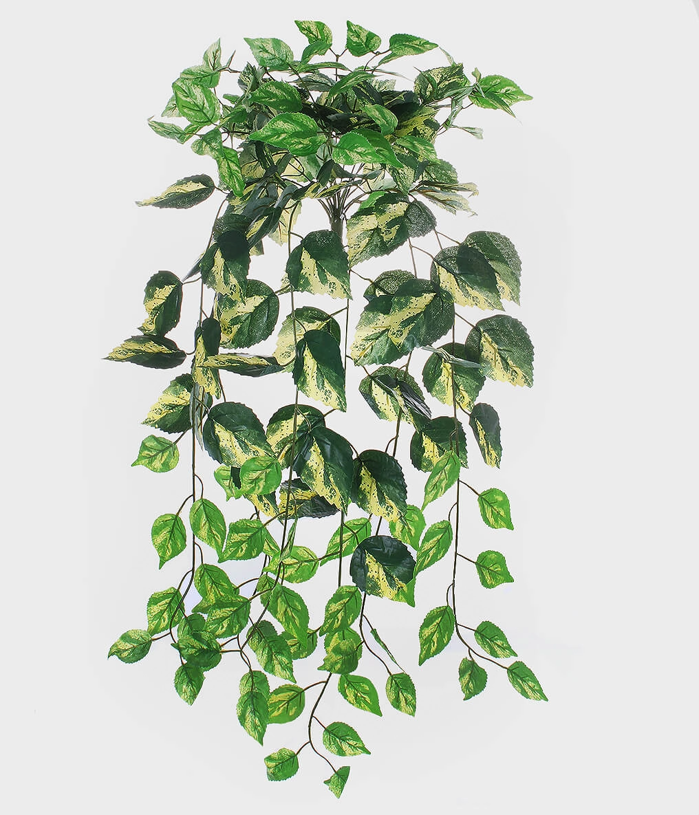 1|001|folhagem Hedera 180 Folhas
