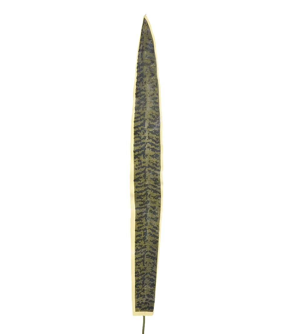 Folha Espada De Sao Jorge 15673 Gr