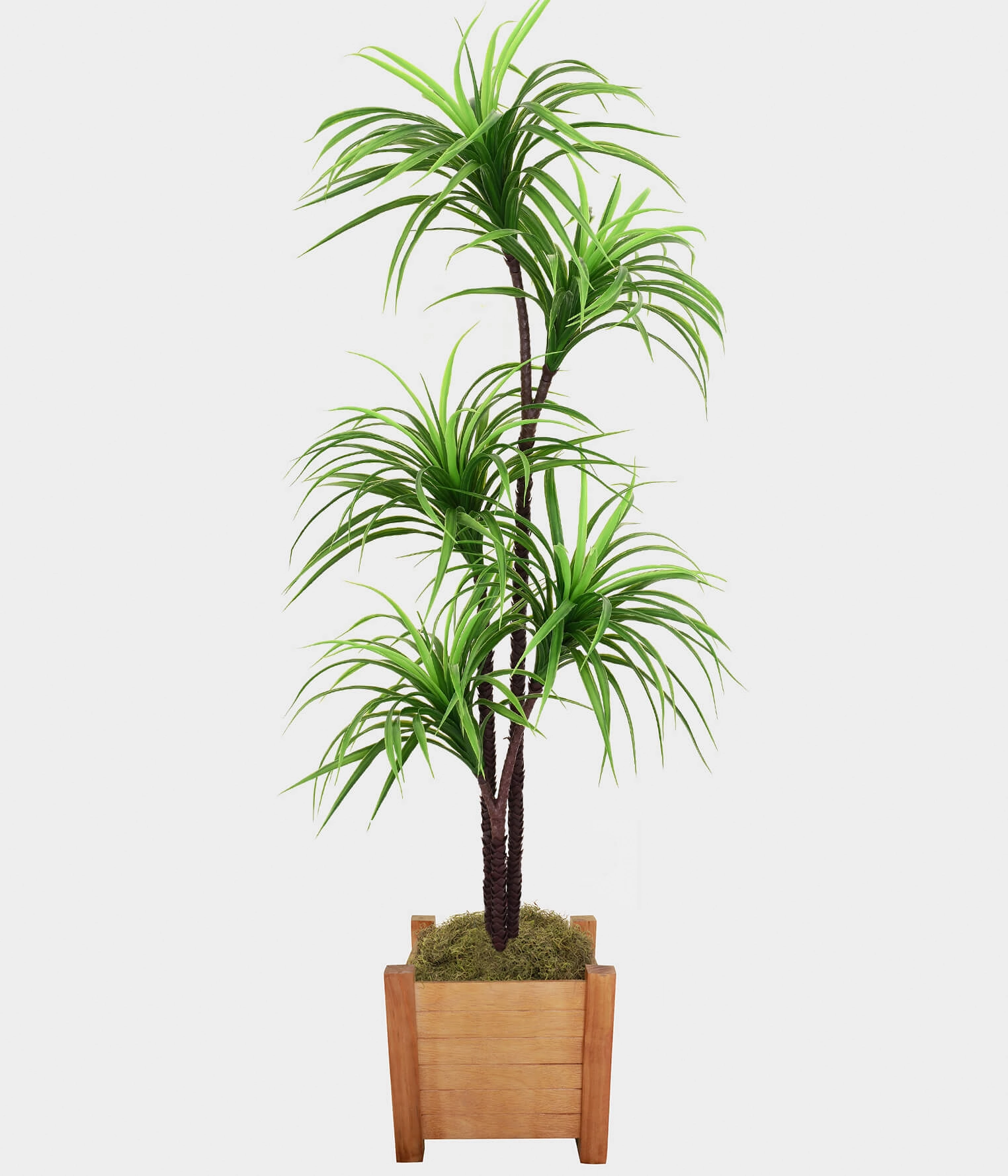 Pl Yucca X5 Verde 160cm 28774 004 Grillo