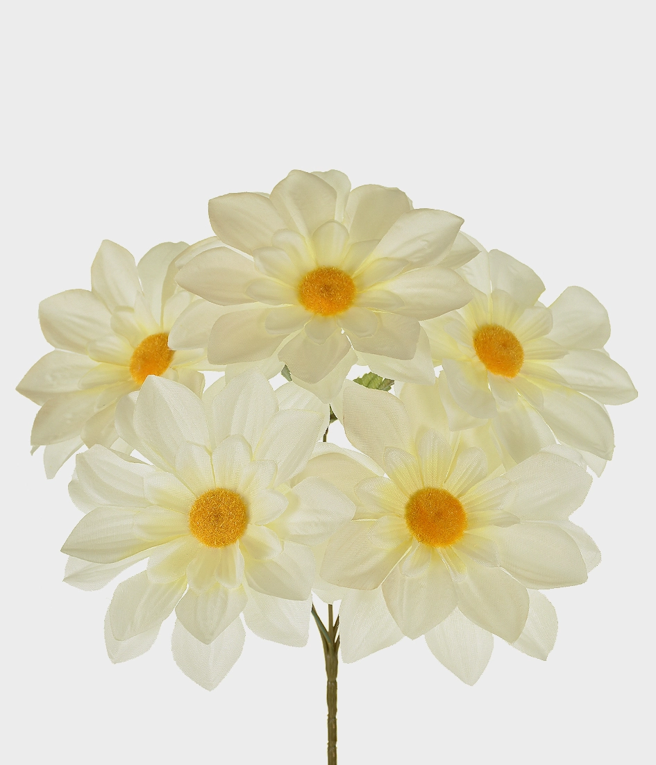Bq Dalia X5 Gd 29357 Grillo