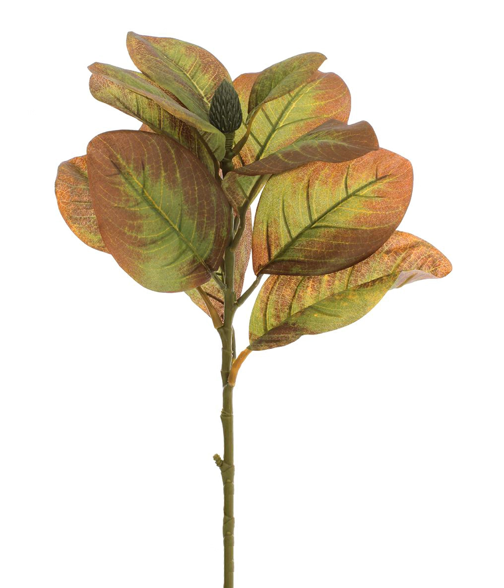 Ht Folhas Magnolia Verde Outono
