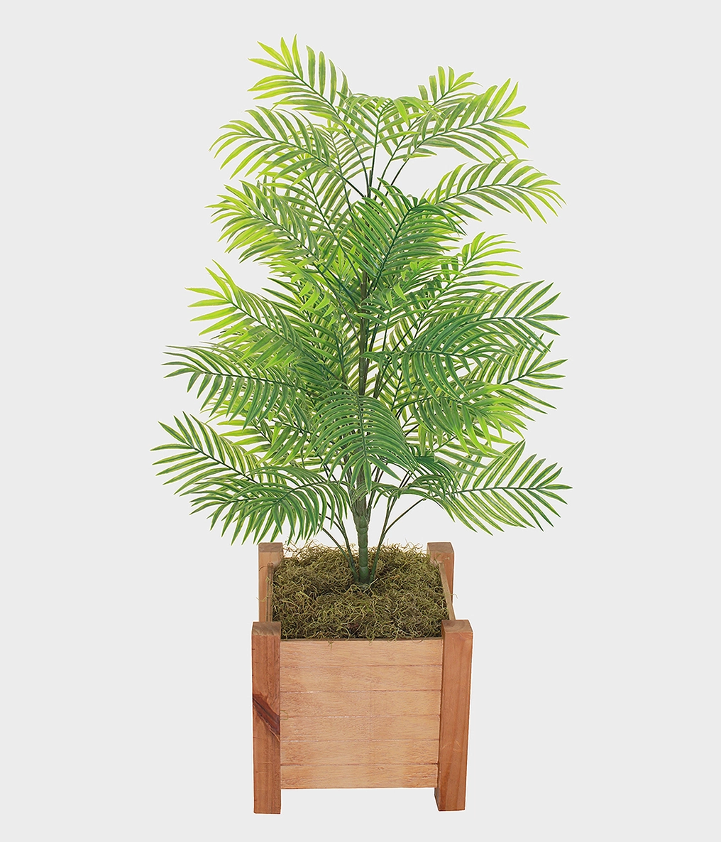 Pl Palmeira X48 120cm 36054 004 Grillo