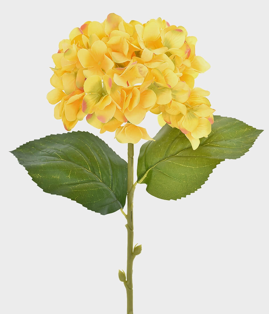 Ht Hortensia Micropeach 40753 005 Grillo