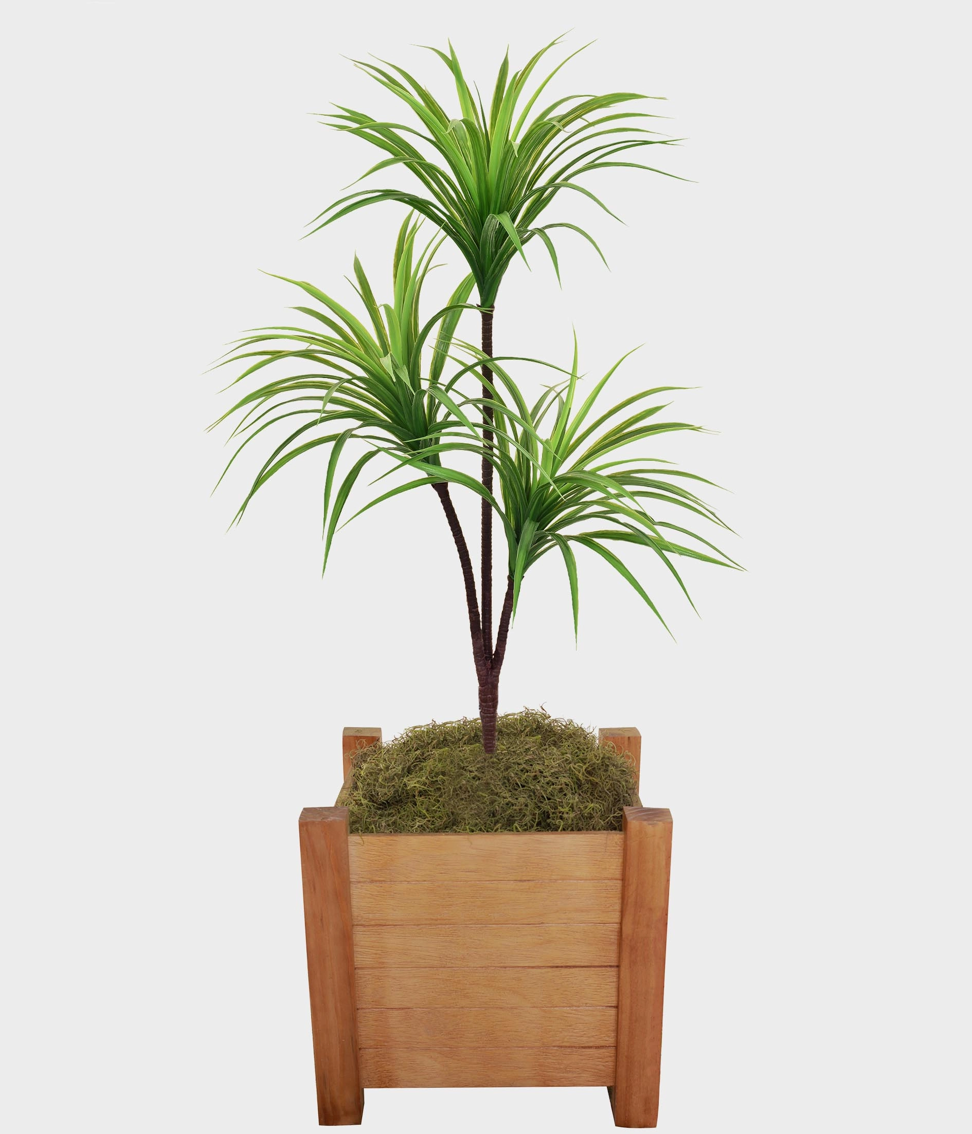 Pl Yucca X3 Verde 42965 004 Grillo