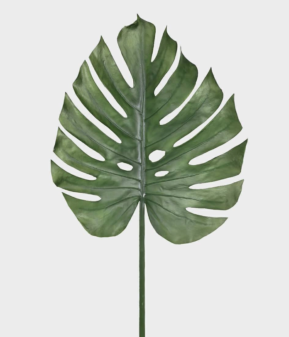 Folha Costela De Adao 104cm 43612 Grillo