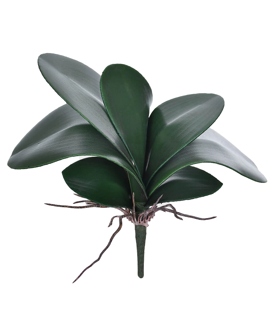 Folha Orquidea X7 43678 004 Gr