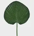 Ht Folha Palmeira Leque Pu 80cm Verde Grillo