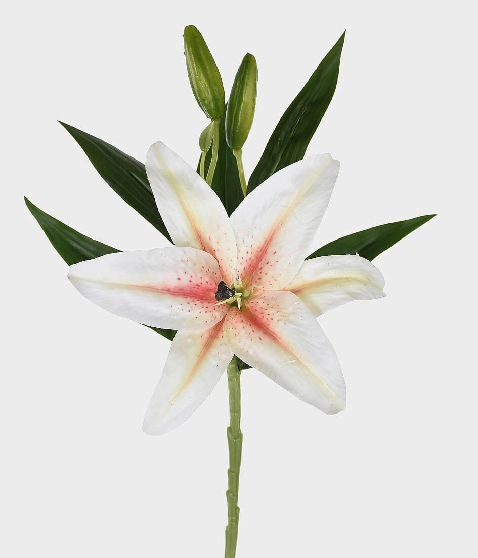 Ht Lirio Silvestre 3d 44502 011 Grillo