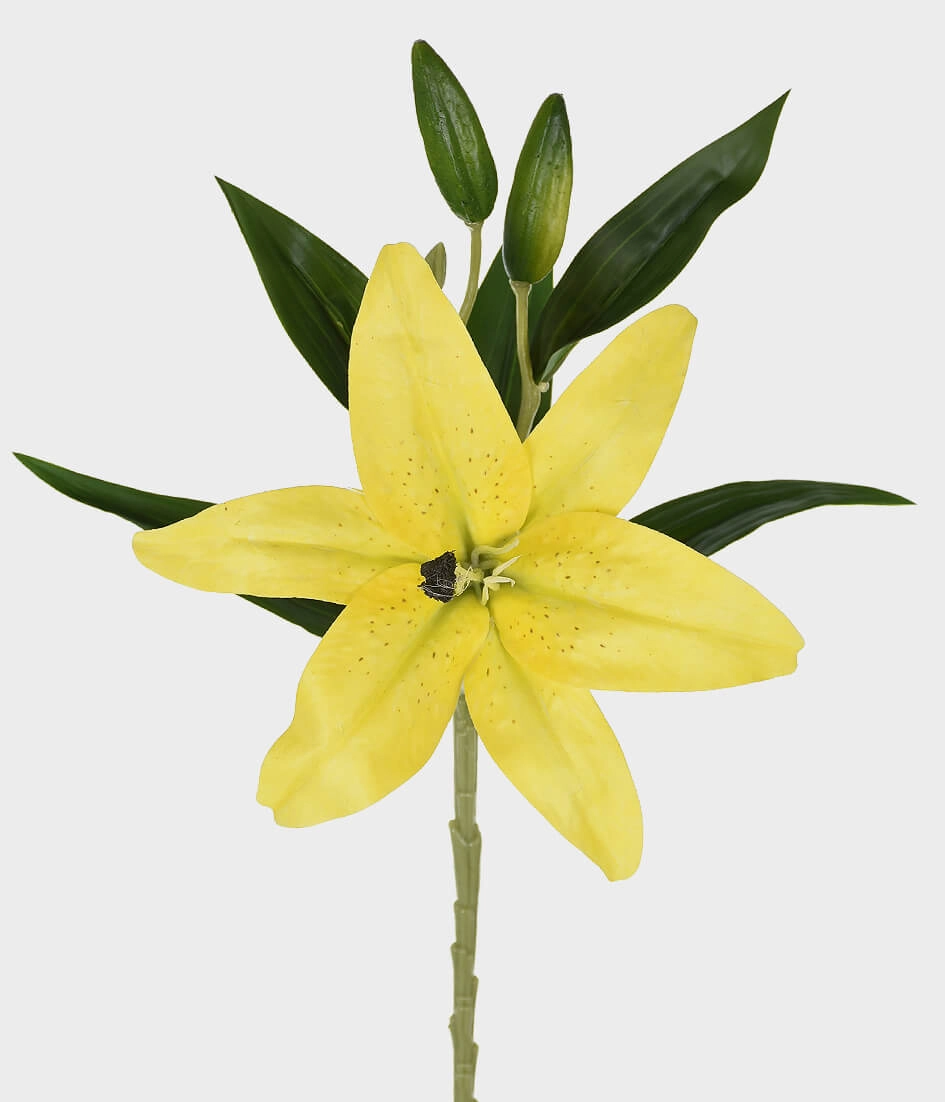 Ht Lirio Silvestre 3d 44502 005 Grillo