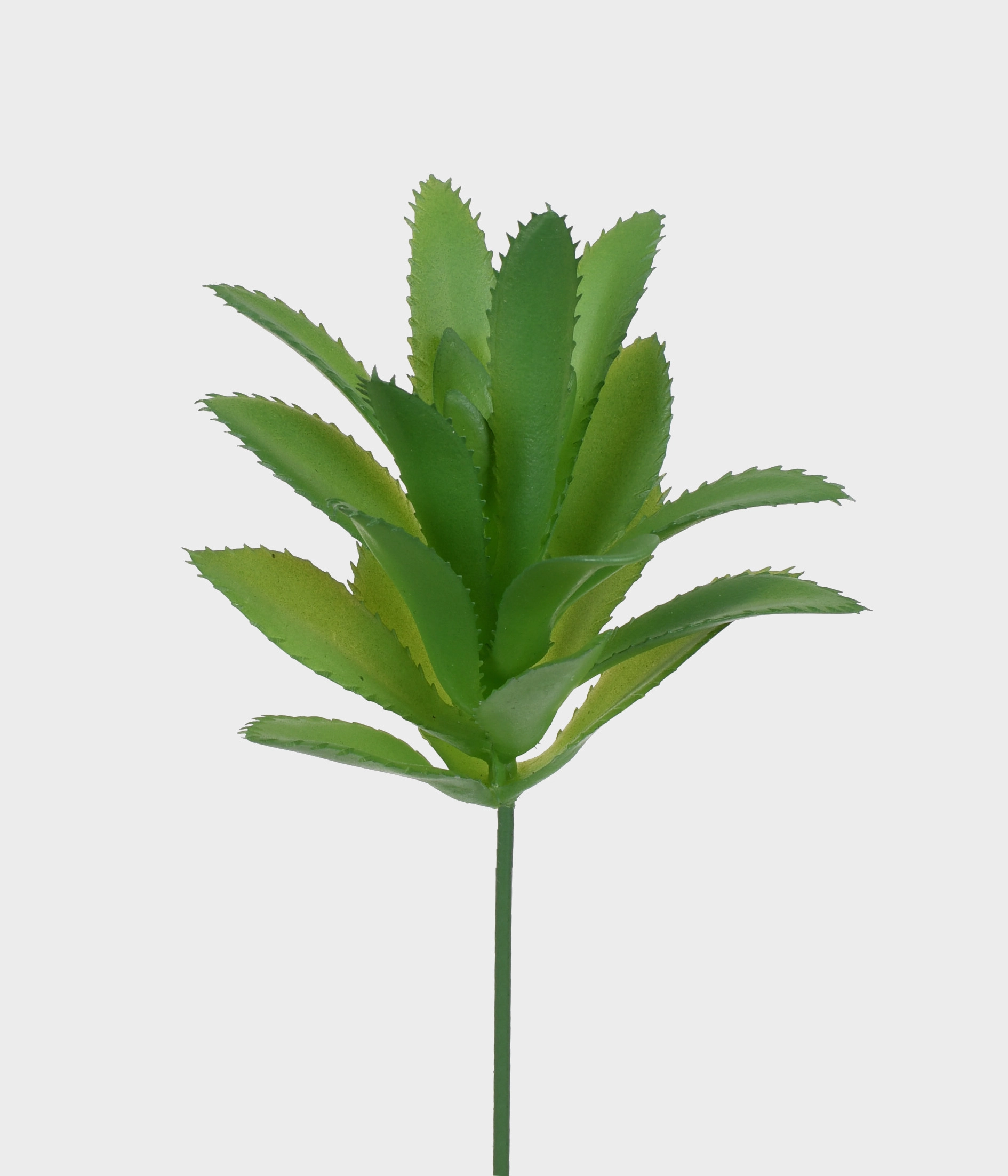 Suculenta Zebra 16cm Verde