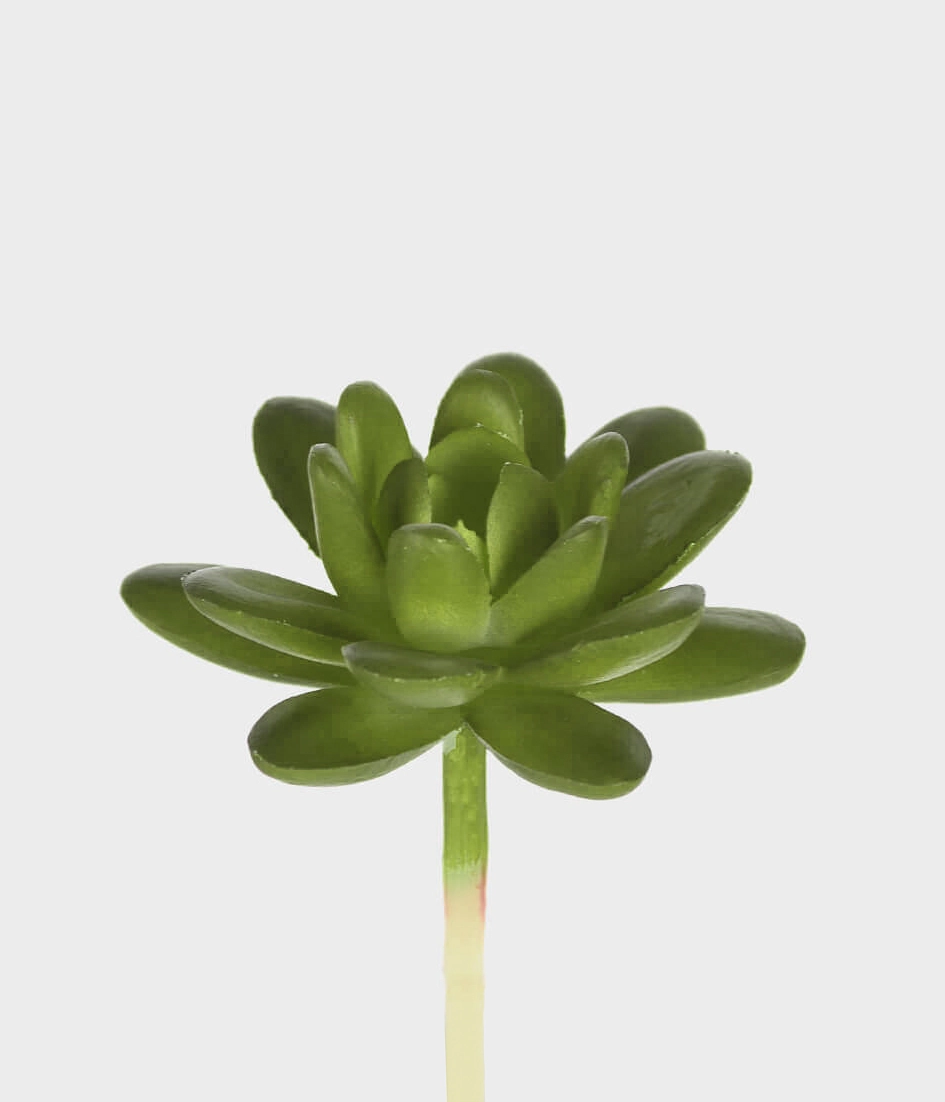Suculenta Sedum 10cm Verde