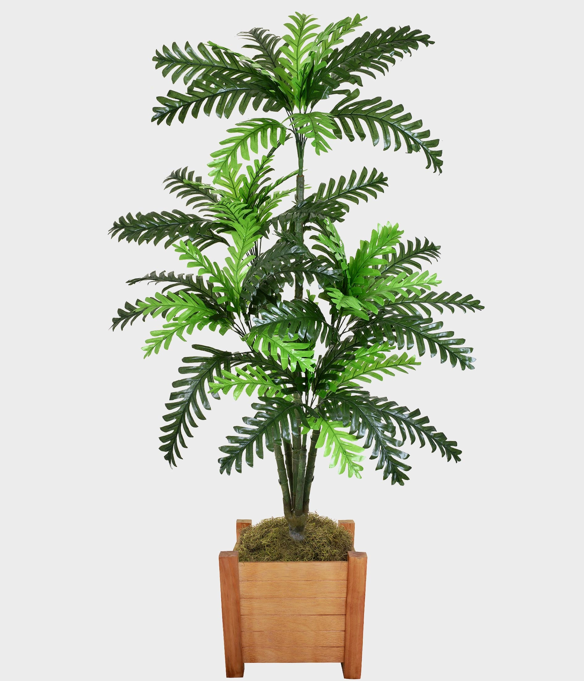 Planta Palmeira Tropical Verde 49106 004 Grillo