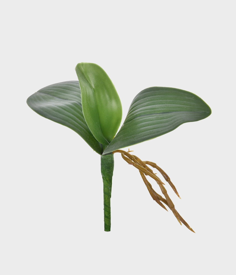 Folha De Orquidea X3 49112 004 Vd Grillo