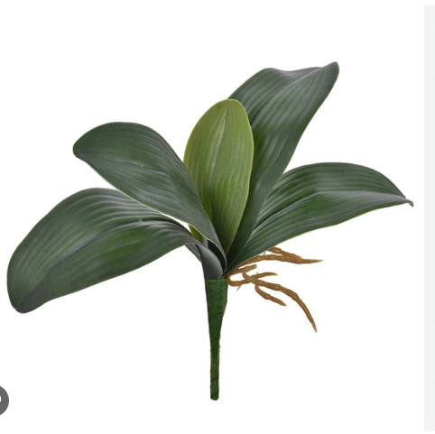 Folha De Orquidea X5 Verde Grillo