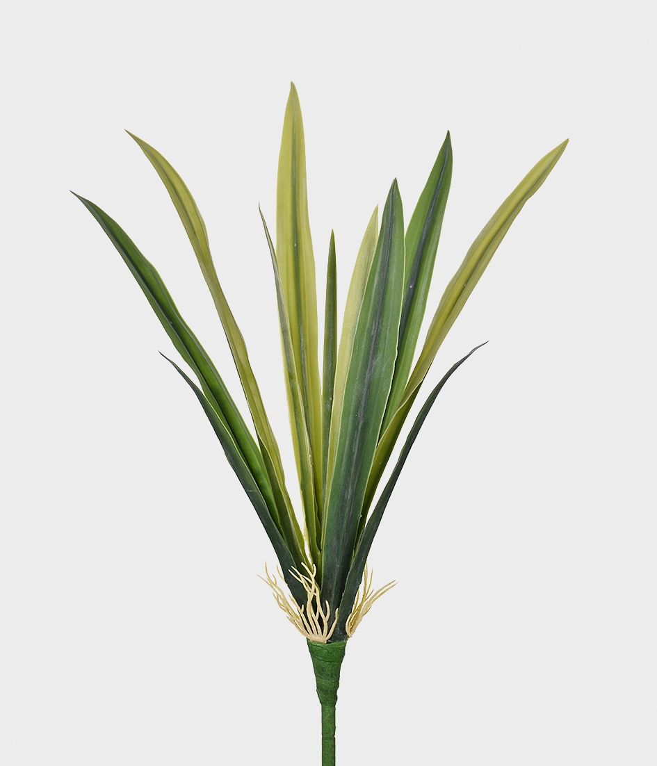 Folha De Amarilis X13 Md Verde Grillo 49