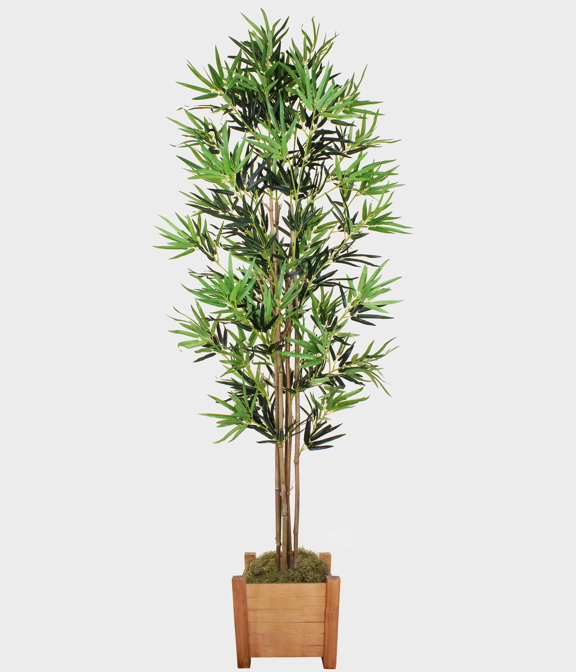 Planta Banbu Verde 180cm 49724 004 Grillo