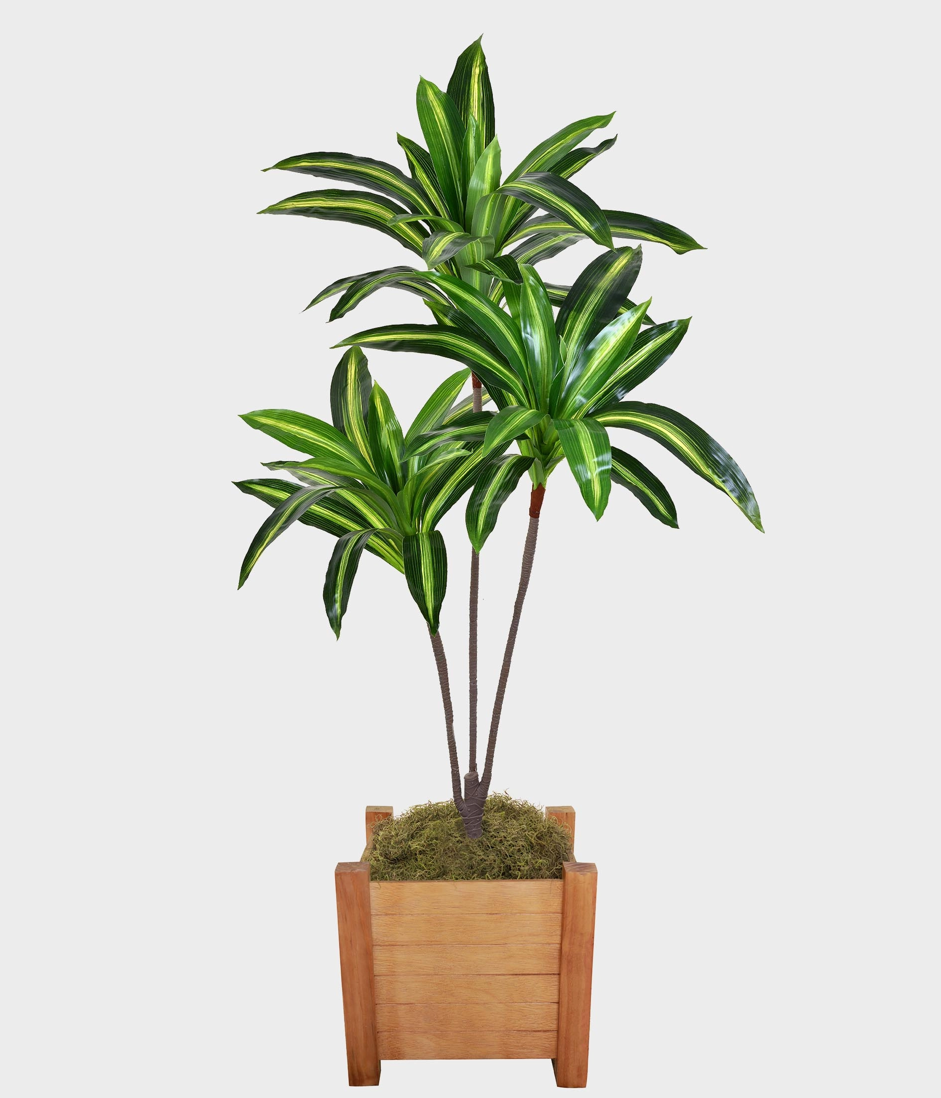 Pl Dracena Verde