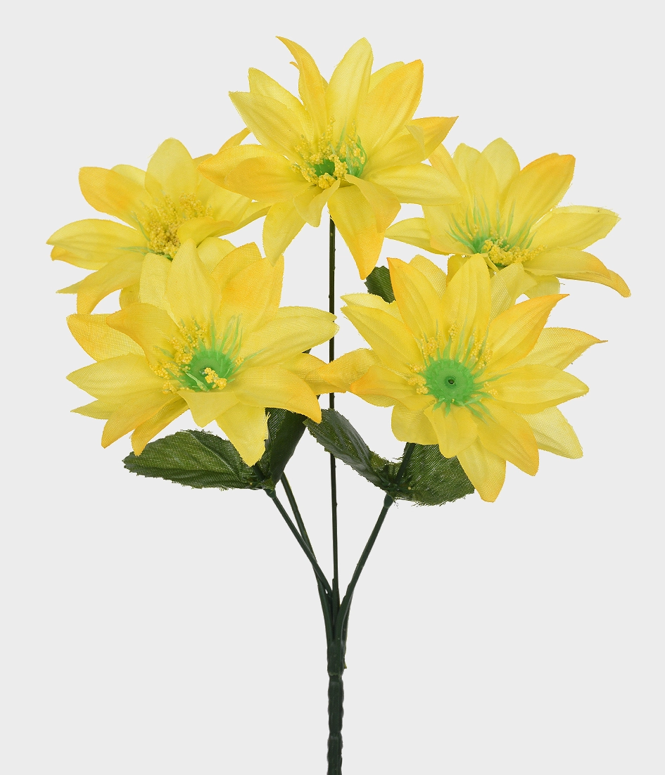 Bq Gerbera Est X5