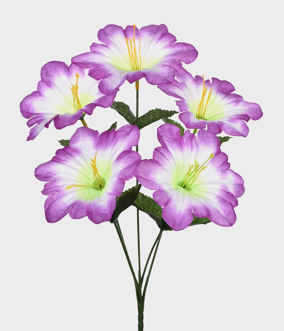 Bq Lirio Poppy X5 Lavanda Grillo