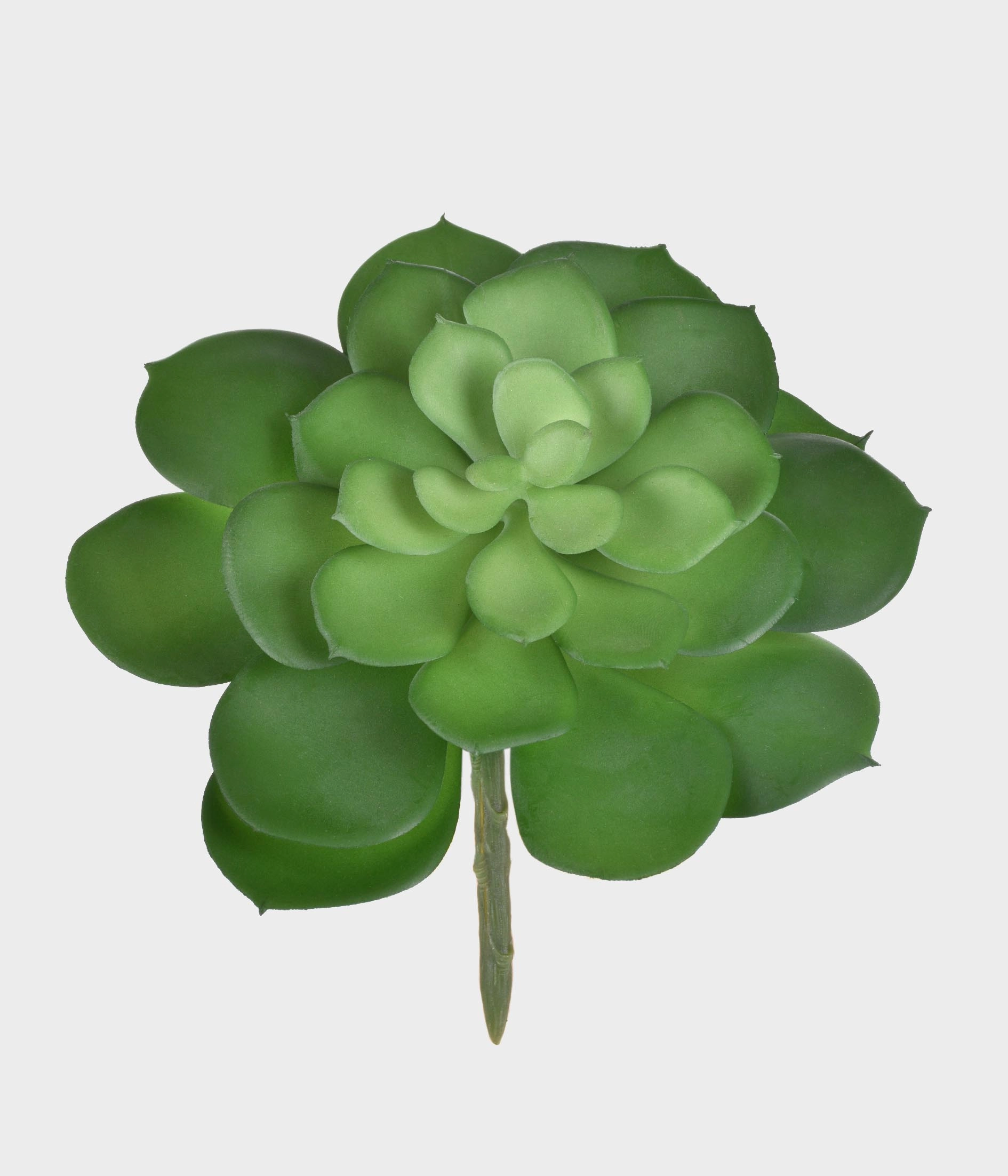 P Suculenta Echeveria Verde