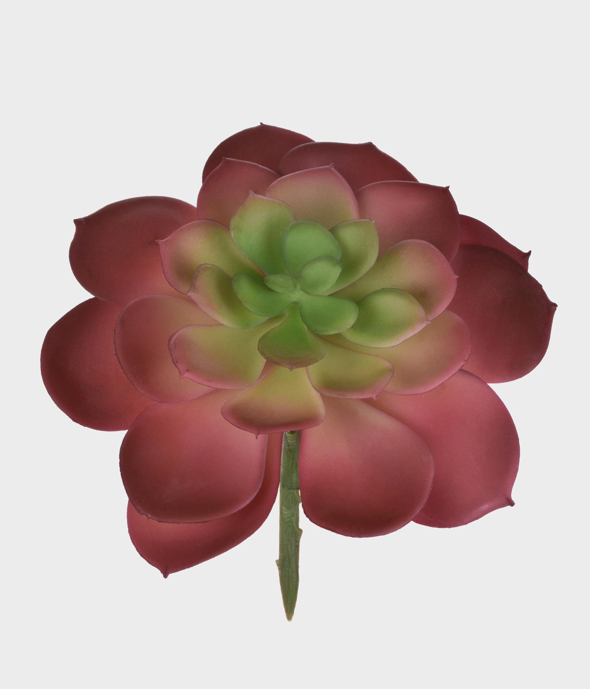 P Suculenta Echeveria Verde Outono 50245 243 Gril