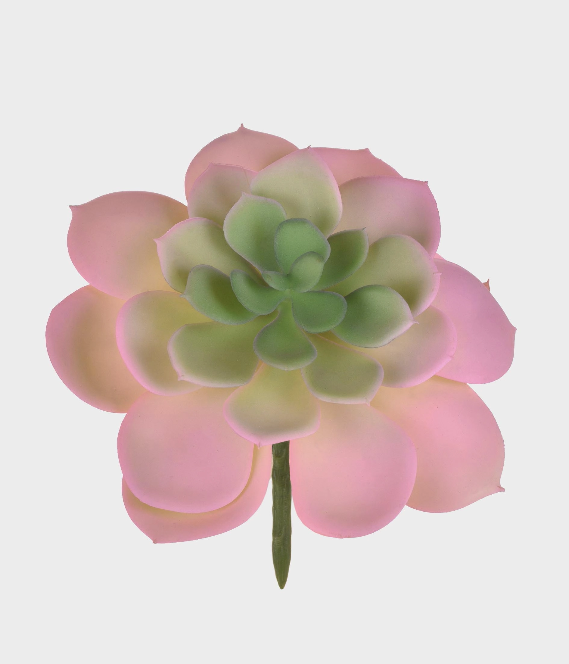 Suculenta Echeveria 50.247 018 Grillo