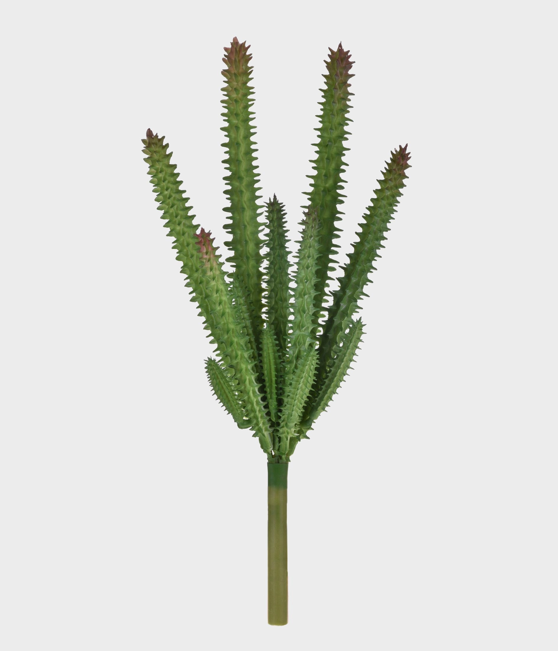 P Suculenta X7 50249 004 Grillo