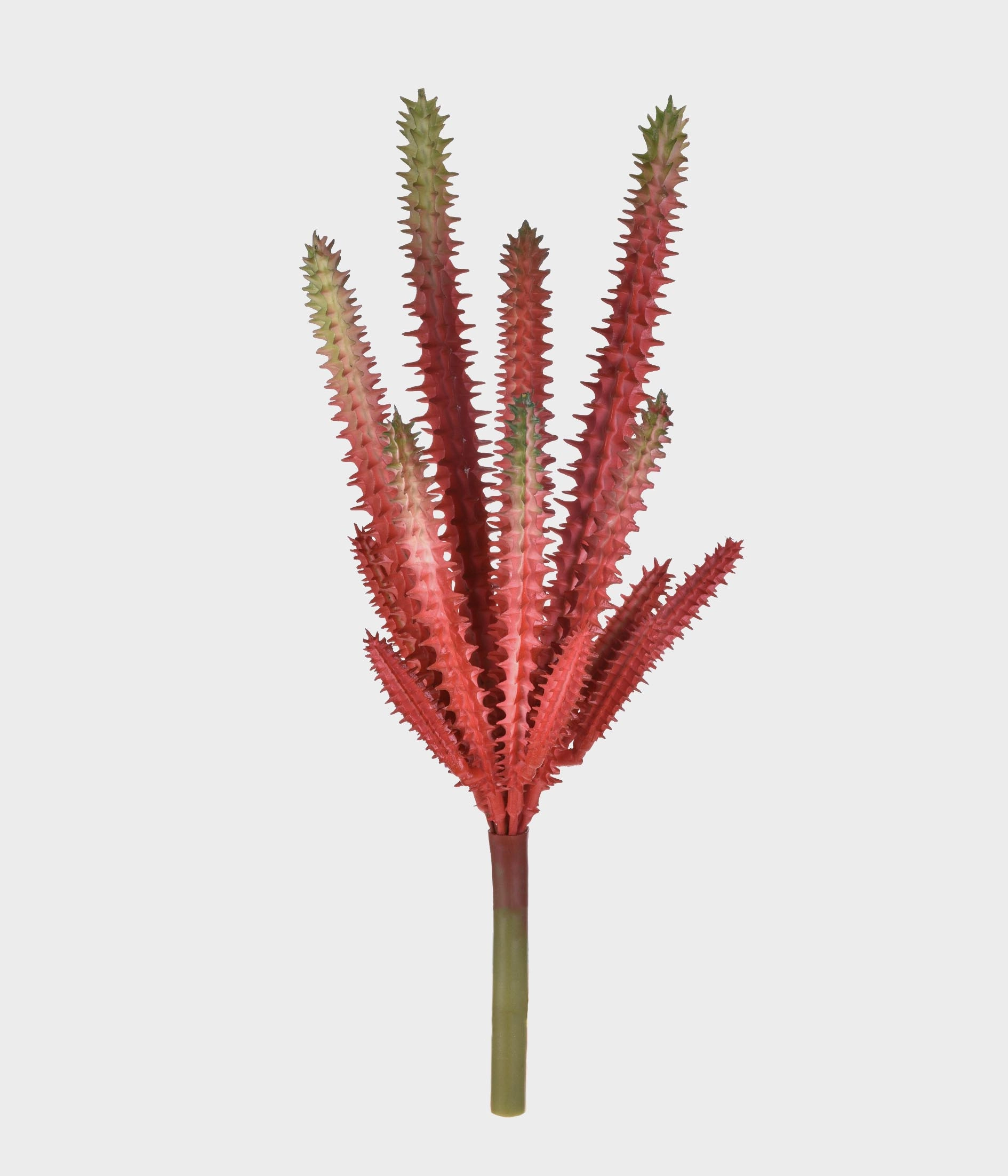 P Suculenta X7 50249 243 Grillo