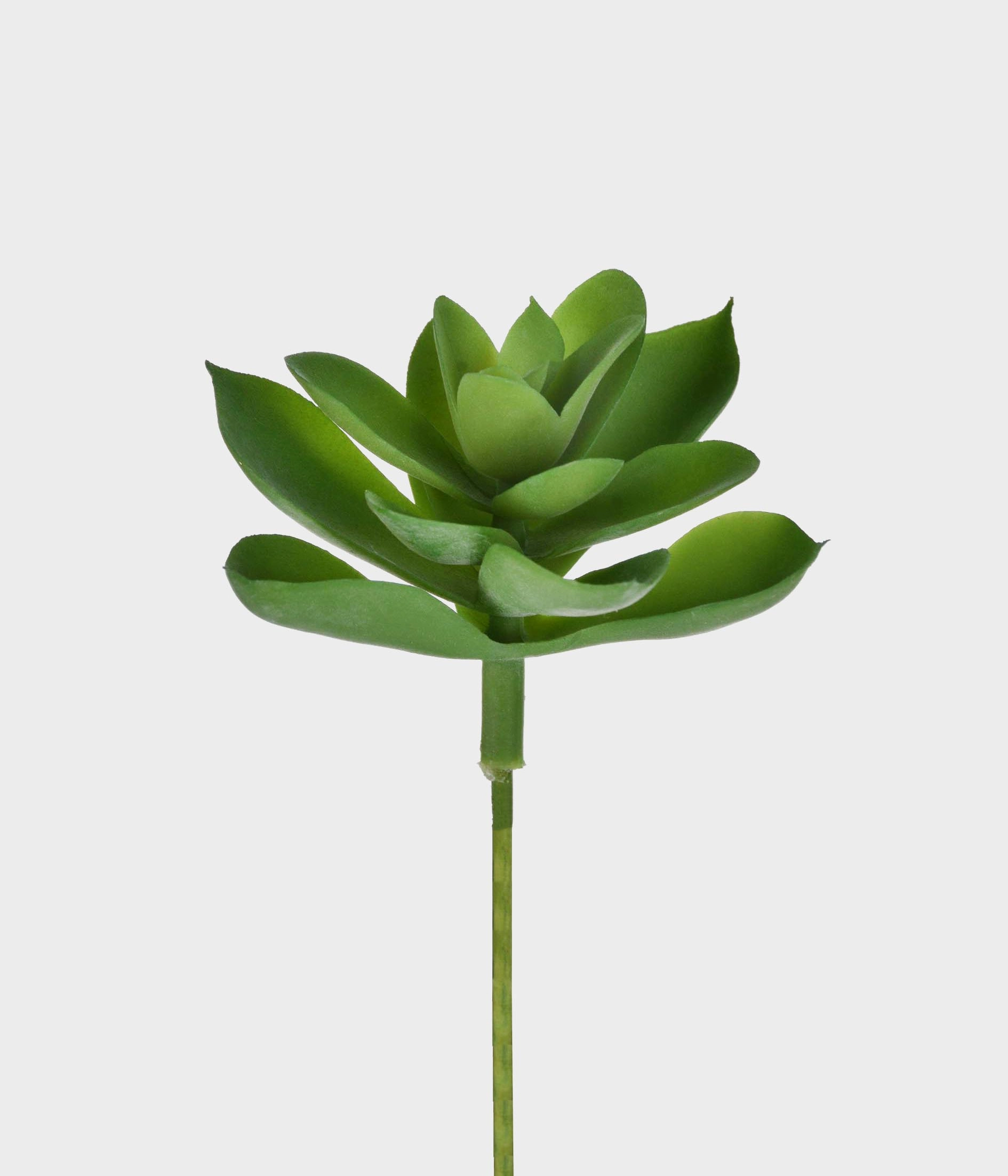 Suculenta Jade Verde 50250 004 Grillo