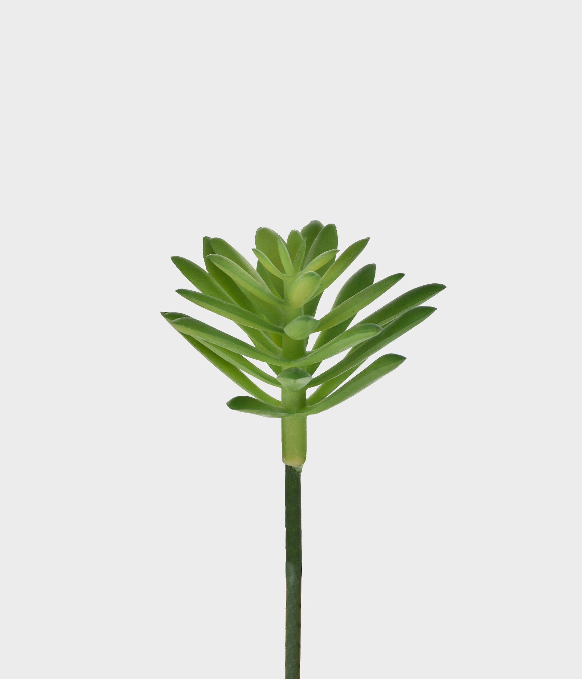 P Suculentasedum 50251 004 Grillo