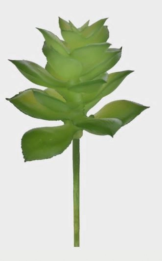 P Suculentajade 50252 004 Grillo
