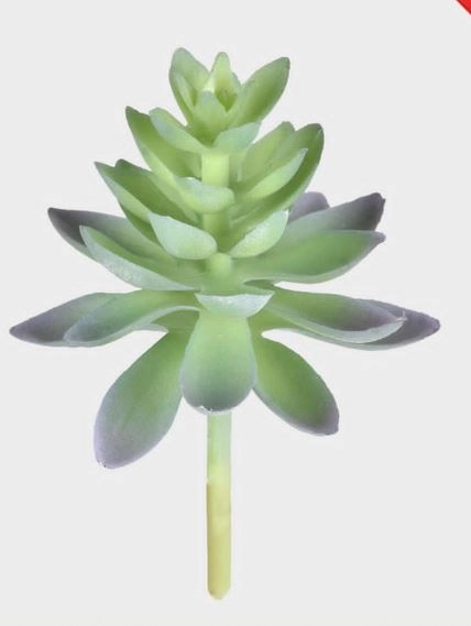 Un|001|suculenta Grillo Sedum Azul