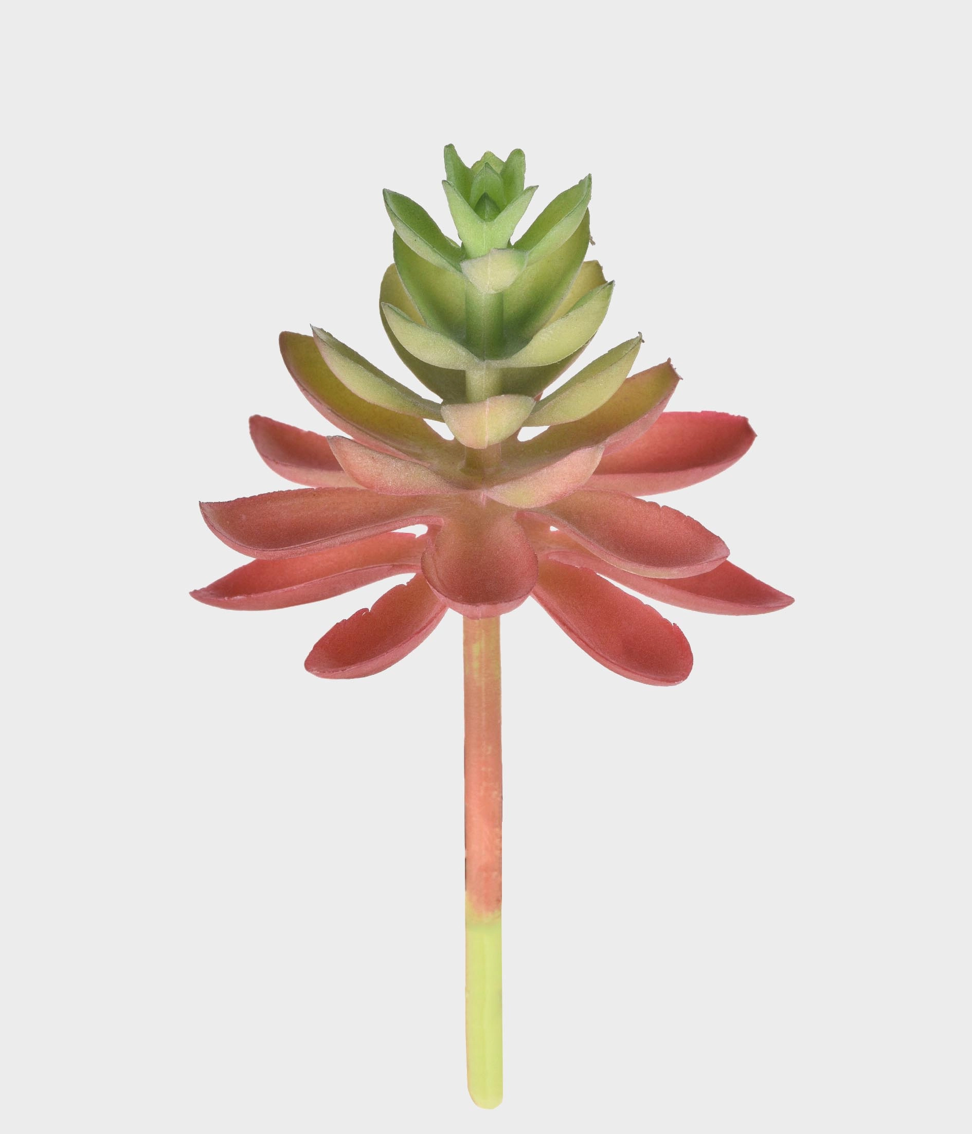 P Suculentasedum 50254 243 Grillo
